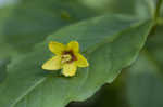 Whorled yellow loosestrife